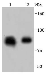 Anti-HSP90AB1 Antibody (4Y129)