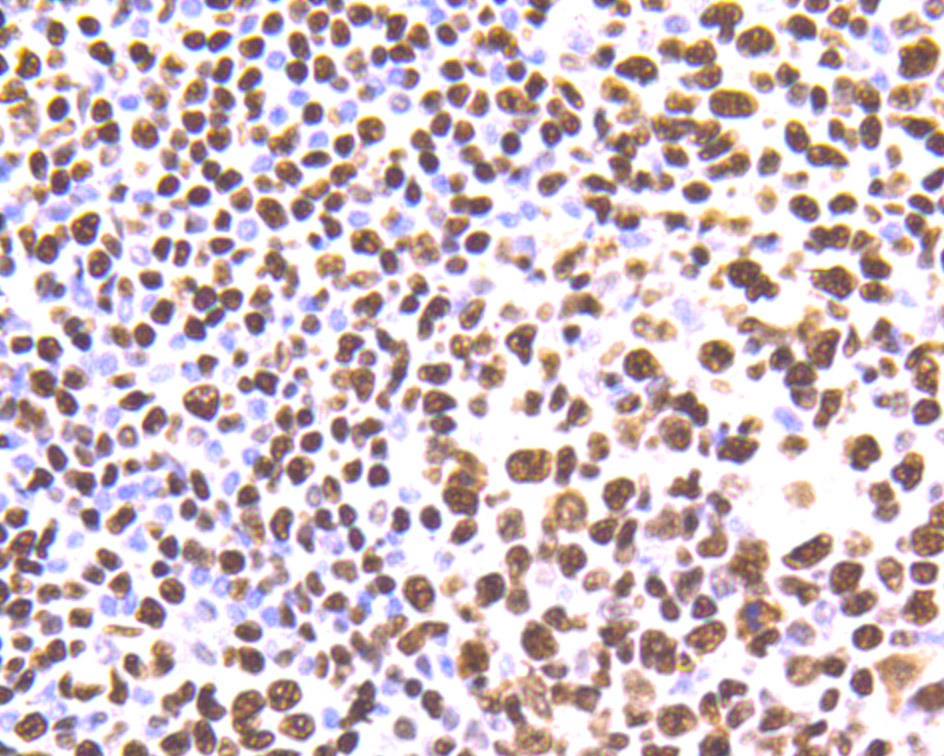 Anti-HNRNPU Antibody (9L701)