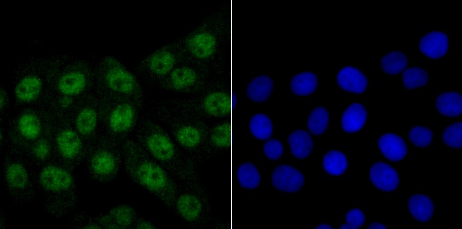 Anti-SYNCRIP Antibody (3C999)