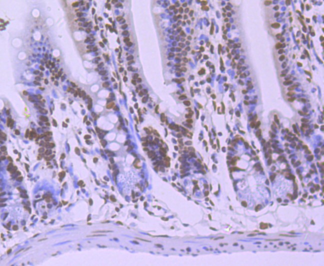 Anti-HNRNPU Antibody (9L701)
