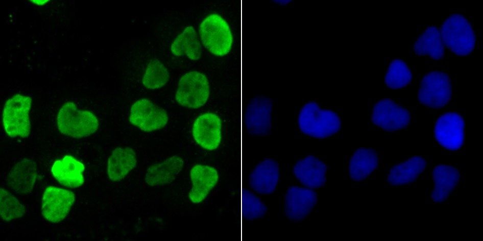 Anti-HNRNPU Antibody (9L701)