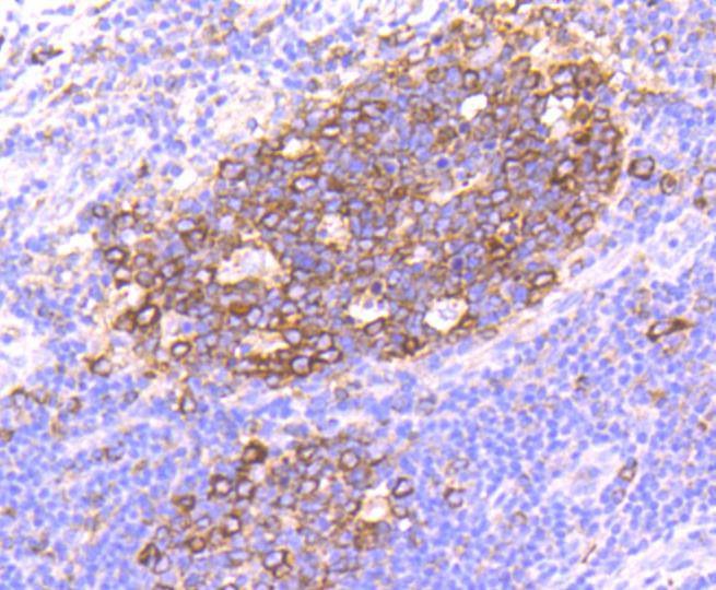 Anti-HSP90AA1 Antibody (7X71)