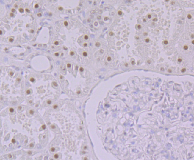Anti-SYNCRIP Antibody (3C999)