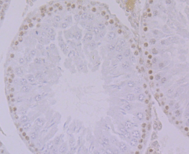 Anti-SYNCRIP Antibody (3C999)