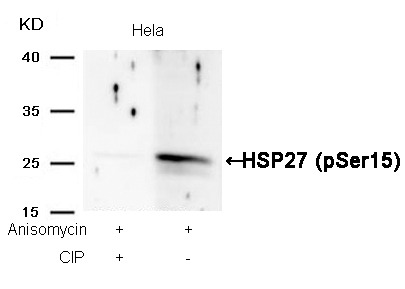 Anti-Phospho-Hsp27/HSPB1 (Ser15) Polyclonal Antibody