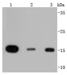 Anti-HIST1H3A Antibody (9H443)