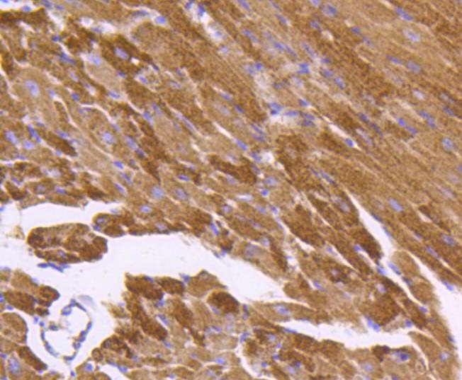 Anti-HSPD1 Antibody (4J857)