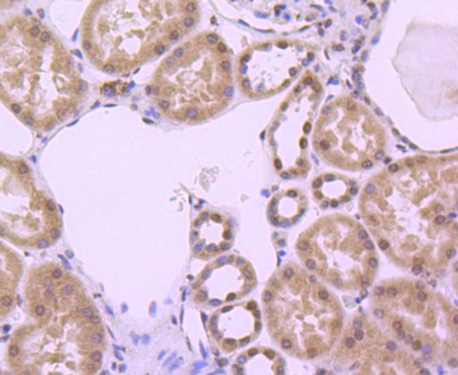 Anti-HIST1H3A Antibody (9H443)