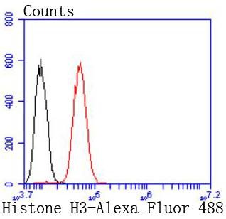 Anti-HIST1H3A Antibody (9H443)