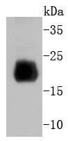 Anti-Histone H4 Antibody (1N727)