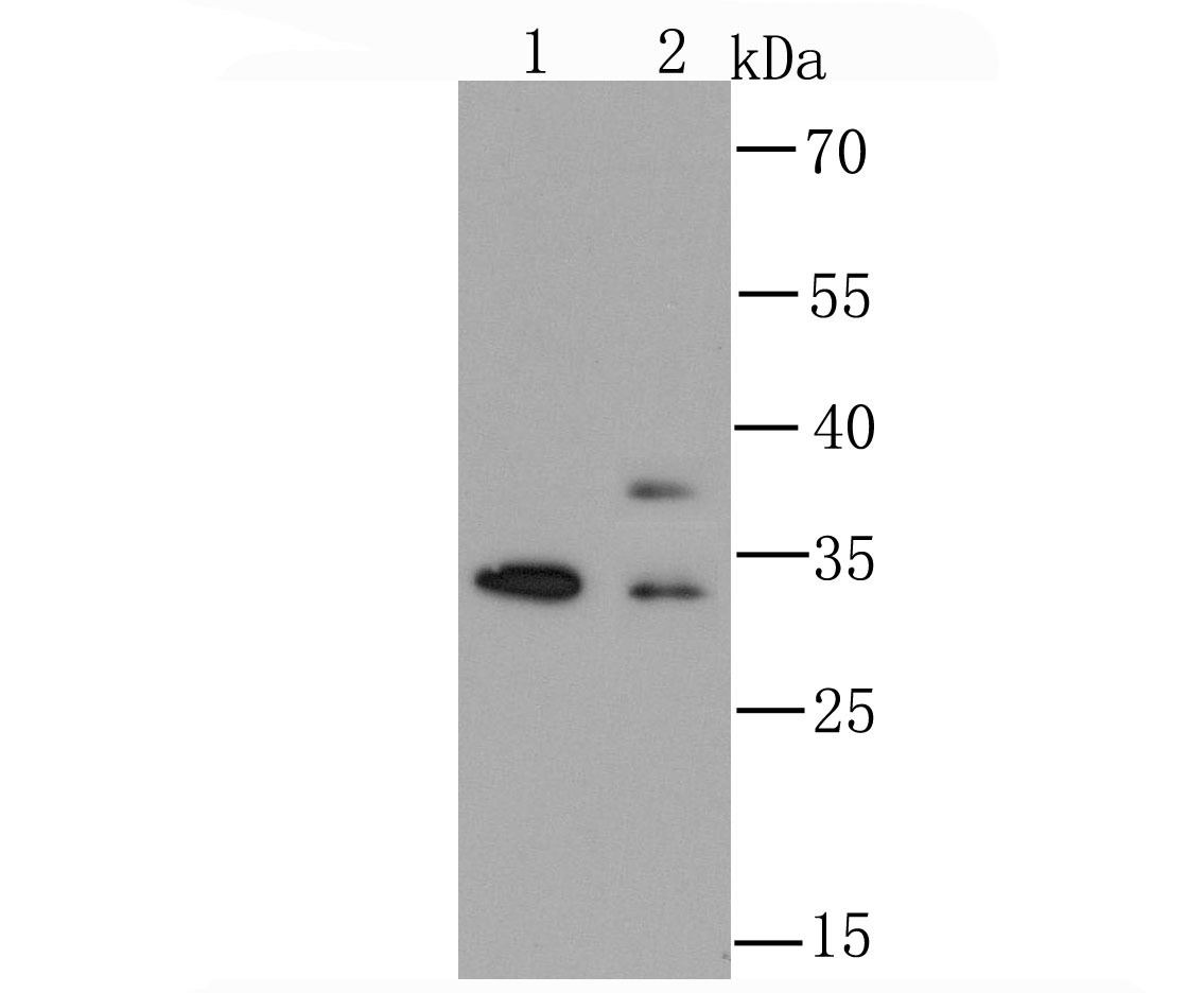 Anti-HNRNPA1 Antibody (4Q19)