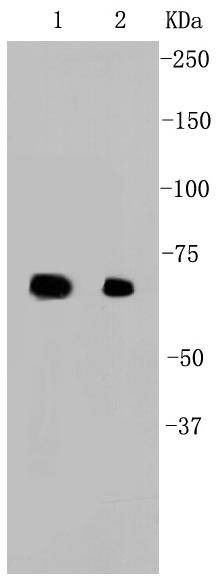 Anti-HSP70 Antibody (7N158)