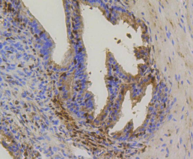 Anti-HSP70 Antibody (7N158)