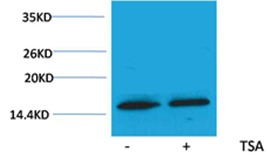 Anti-Acetyl-HIST1H3A (Lys79) Polyclonal Antibody