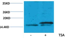 Anti-Acetyl-HIST1H3A (Lys36) Polyclonal Antibody