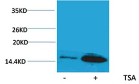 Anti-Acetyl-Histone H4 (Lys12) Polyclonal Antibody