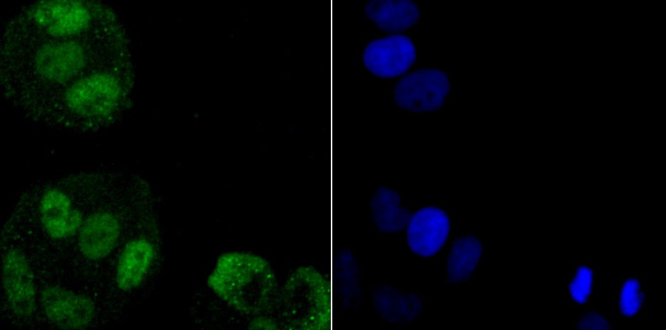 Anti-HNRNPA1 Antibody (4Q19)