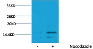 Anti-Phospho-HIST1H3A (Ser28) Polyclonal Antibody