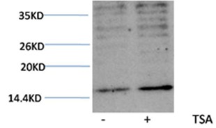 Anti-Acetyl-HIST1H3A (Lys23) Polyclonal Antibody
