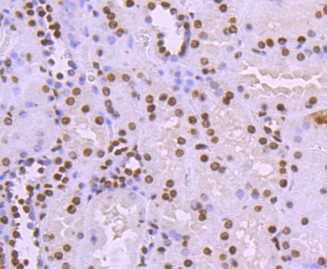 Anti-HIST1H3A Antibody (5X651)