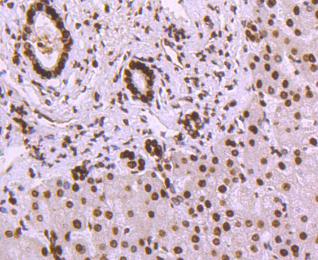 Anti-HIST1H3A Antibody (5X651)