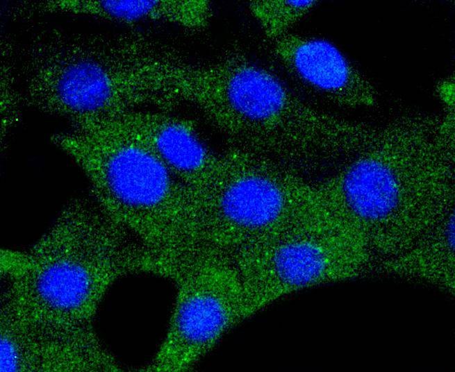 Anti-HSP90AA1 Antibody (7X71)