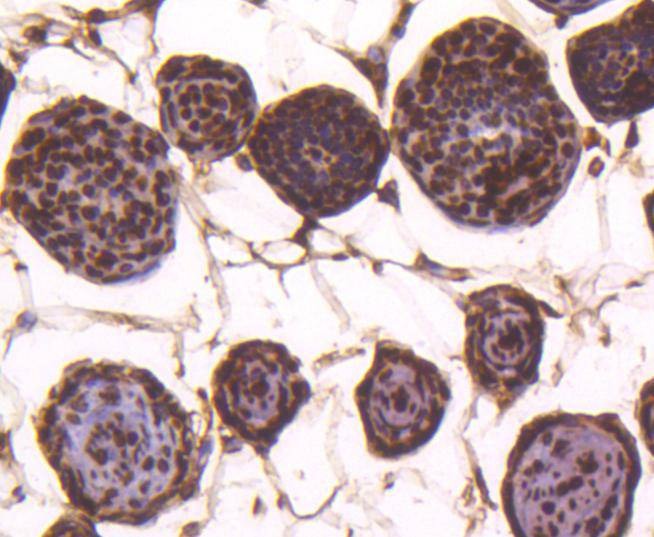 Anti-Histone H4 Antibody (1N727)