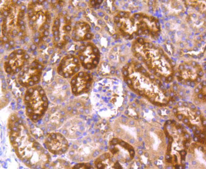 Anti-HSP90AA1 Antibody (7X71)