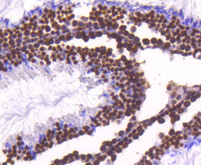 Anti-Histone H4 Antibody (1N727)