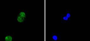 Anti-Histone H4 Antibody (1N727)