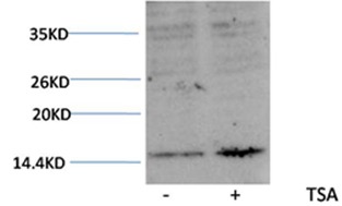 Anti-Acetyl-HIST1H3A (Lys27) Polyclonal Antibody