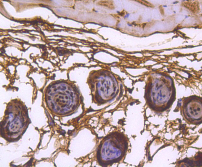 Anti-HNRNPC Antibody (2T80)