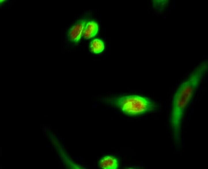 Anti-Acetyl-HIST1H3A (Lys9) Polyclonal Antibody