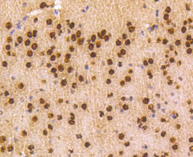 Anti-HNRNPC Antibody (2T80)