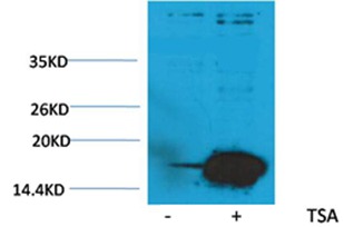 Anti-Acetyl-HIST1H3A (Lys9) Polyclonal Antibody