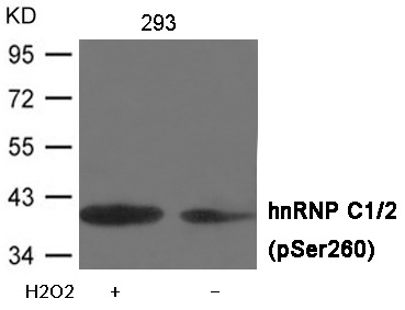 Anti-Phospho-HNRNPC (Ser260) Polyclonal Antibody