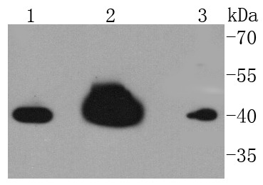 Anti-HNRNPC Antibody (2T80)