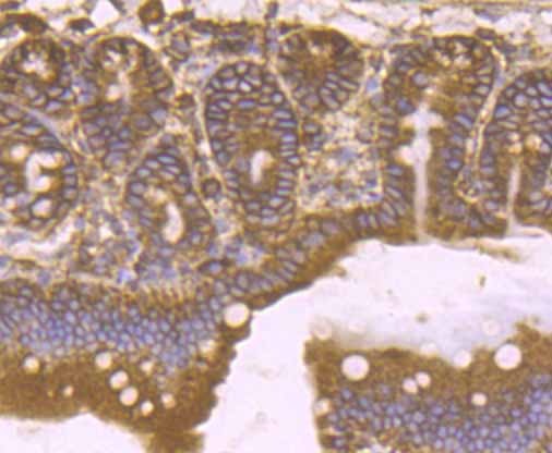 Anti-KDEL Antibody (8Y233)