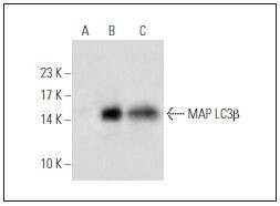 Anti-LDHA Antibody (9P57)