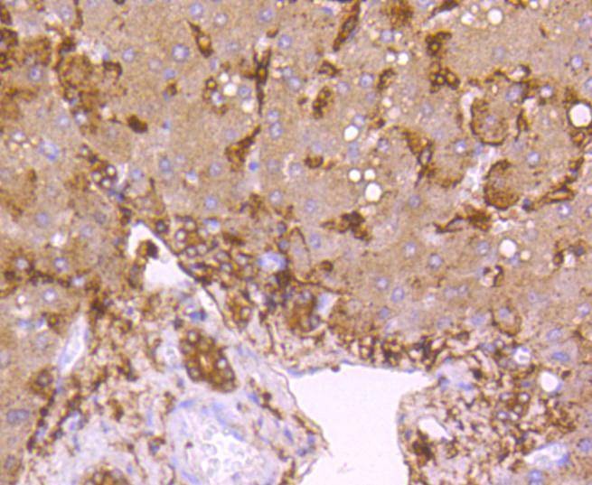 Anti-LDLR Antibody (1J54)