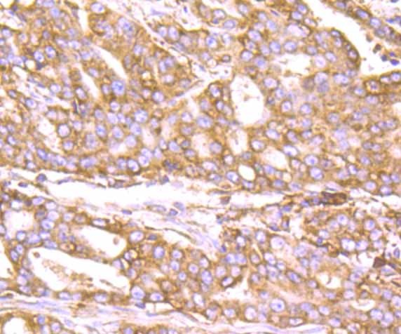 Anti-KDEL Antibody (8Y233)