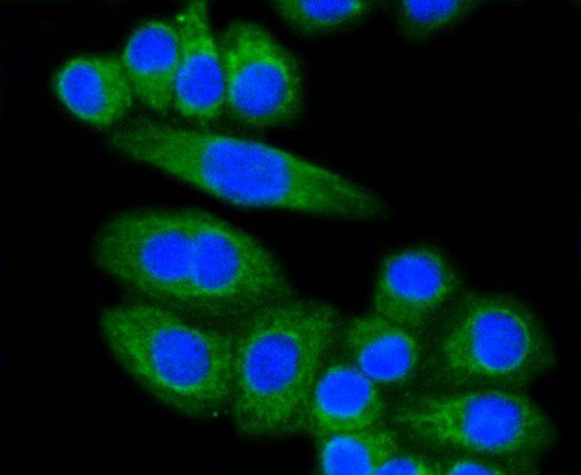 Anti-LDLR Antibody (1J54)