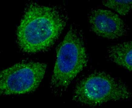 Anti-KDEL Antibody (8Y233)