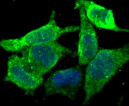 Anti-KDEL Antibody (8Y233)