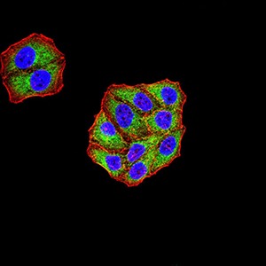Anti-KDM3A Antibody (5B591)