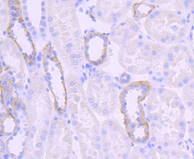 Anti-Jagged 1 Antibody (2B16)