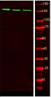 Anti-Phospho-LATS1/2 (Ser909) Polyclonal Antibody