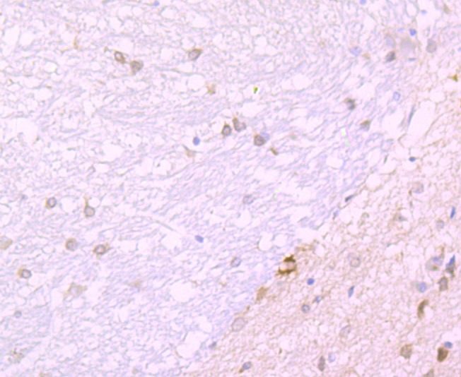 Anti-JAB1 Antibody (6A480)