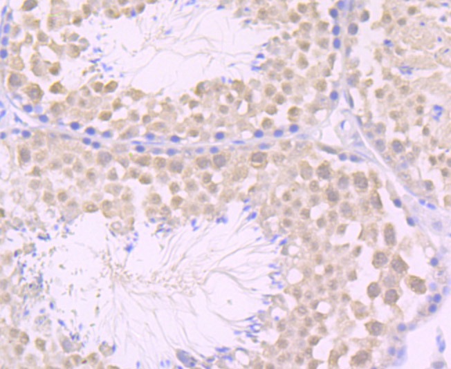 Anti-JAB1 Antibody (6A480)