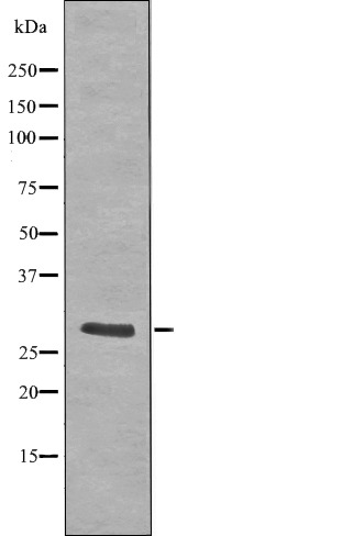 Anti-Phospho-LAT (Tyr255) Polyclonal Antibody